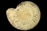 Bathonian Ammonite (Parkinsonia) Fossil - France #152695-1